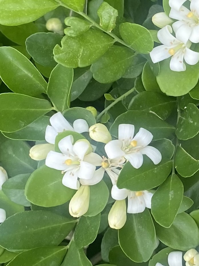 Close-up of orange jasmine