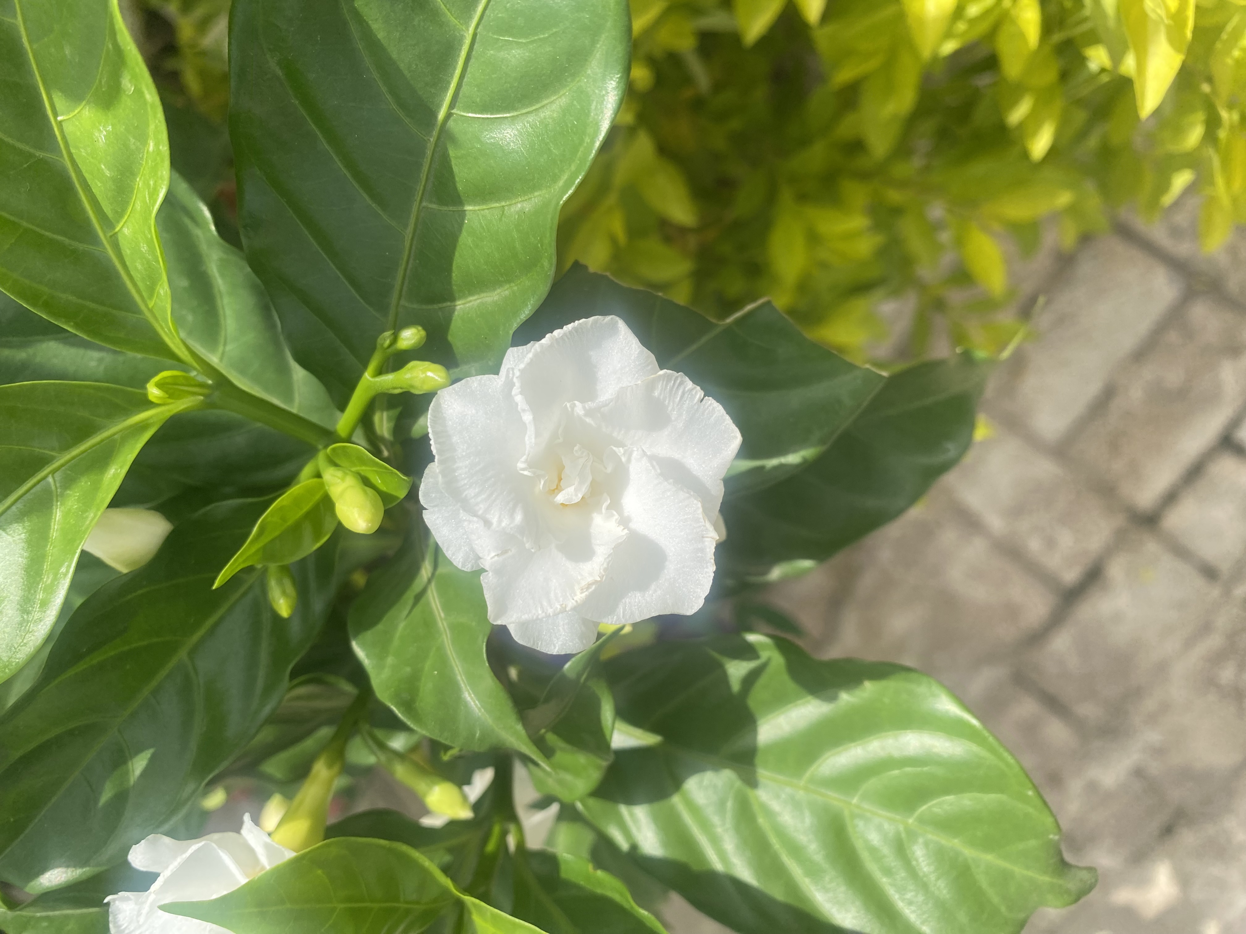 a white flower, of delicate petals with a small, yellow centre, among shiny green leaves