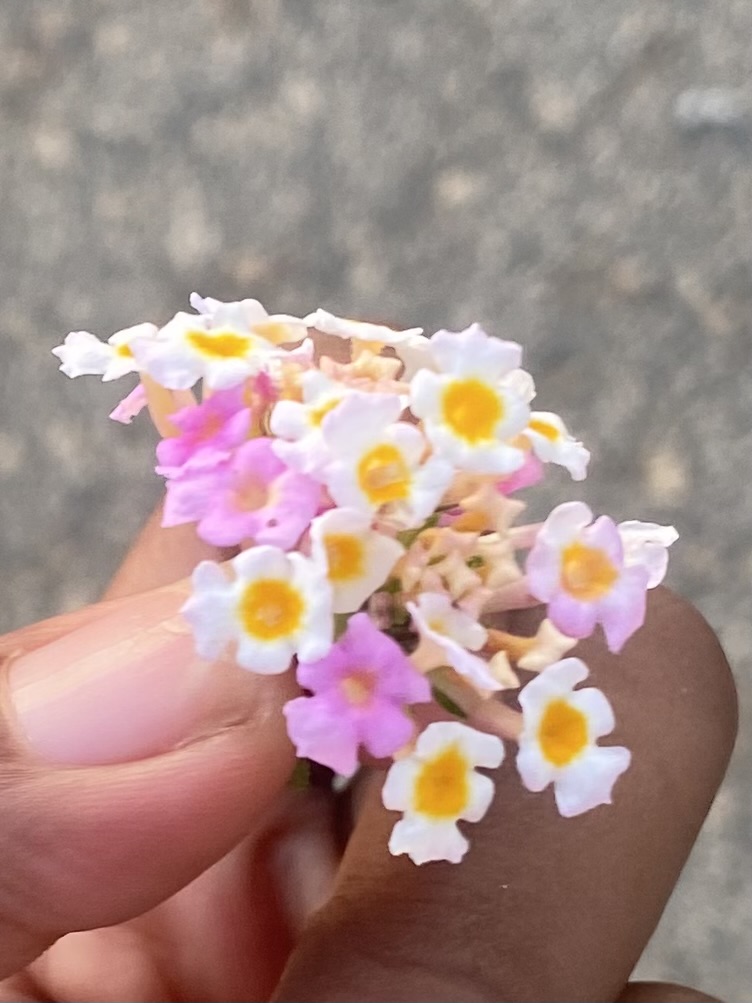 Close up of picked Lantana camara flowers