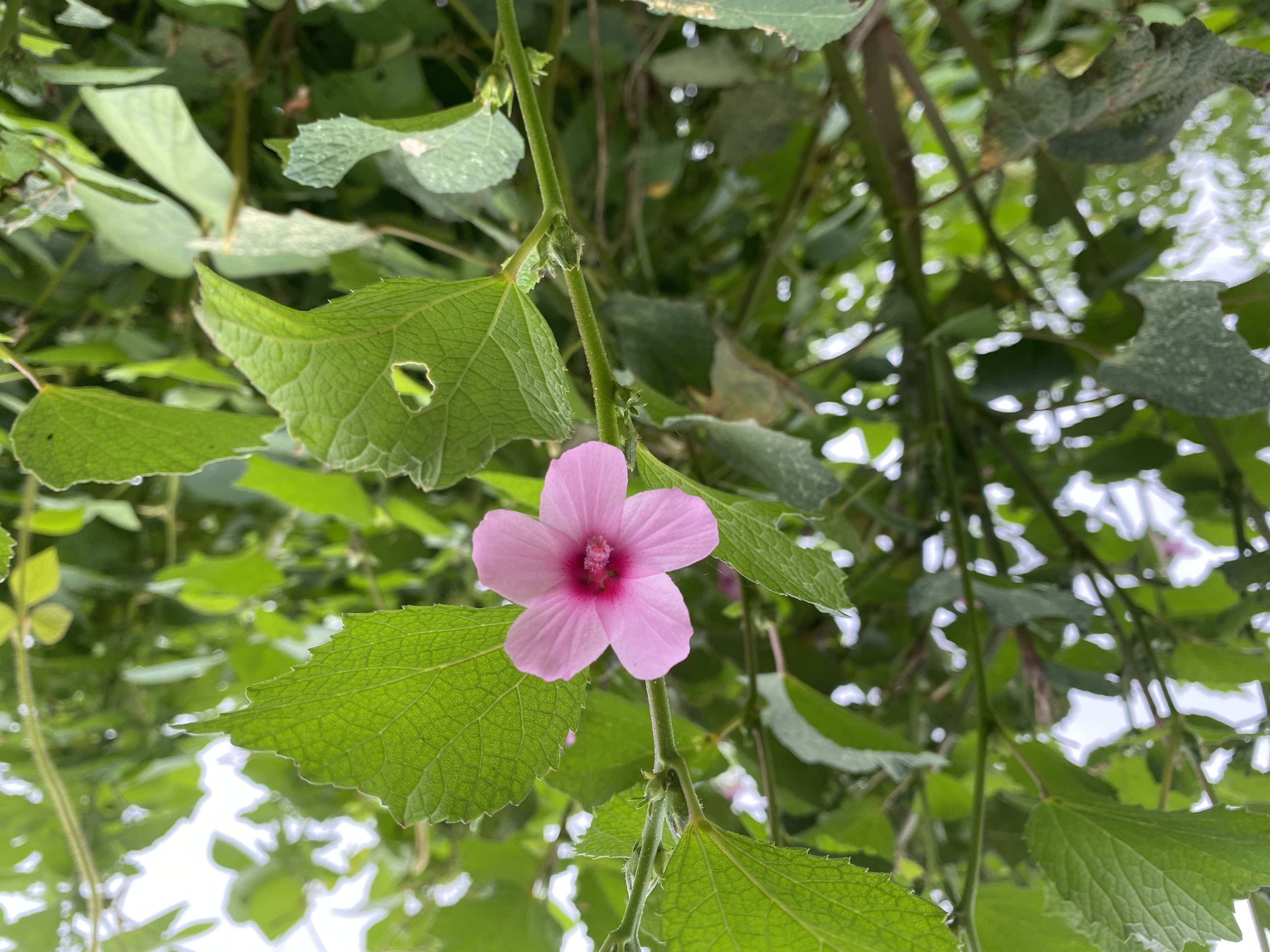 a small bur-mallow flower, among many dark green leaves